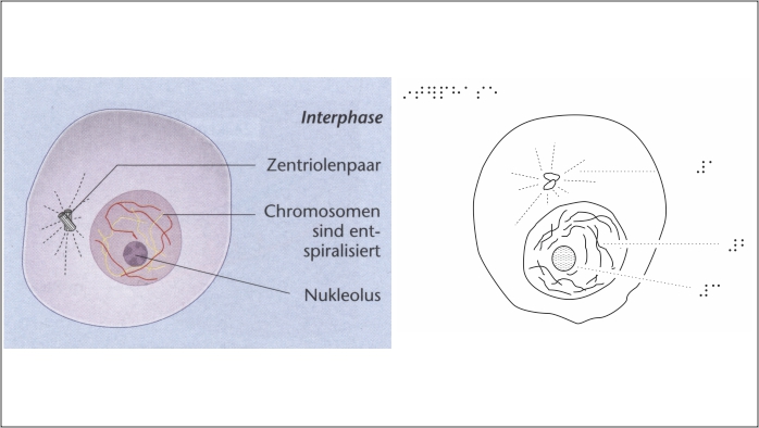 Reliefbild Biologie